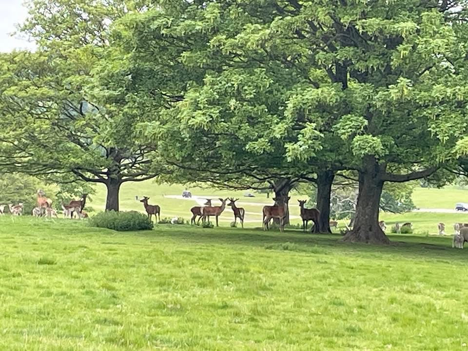 Nicki & Winnie 3 Days Camp including Chatsworth - £100 Deposit