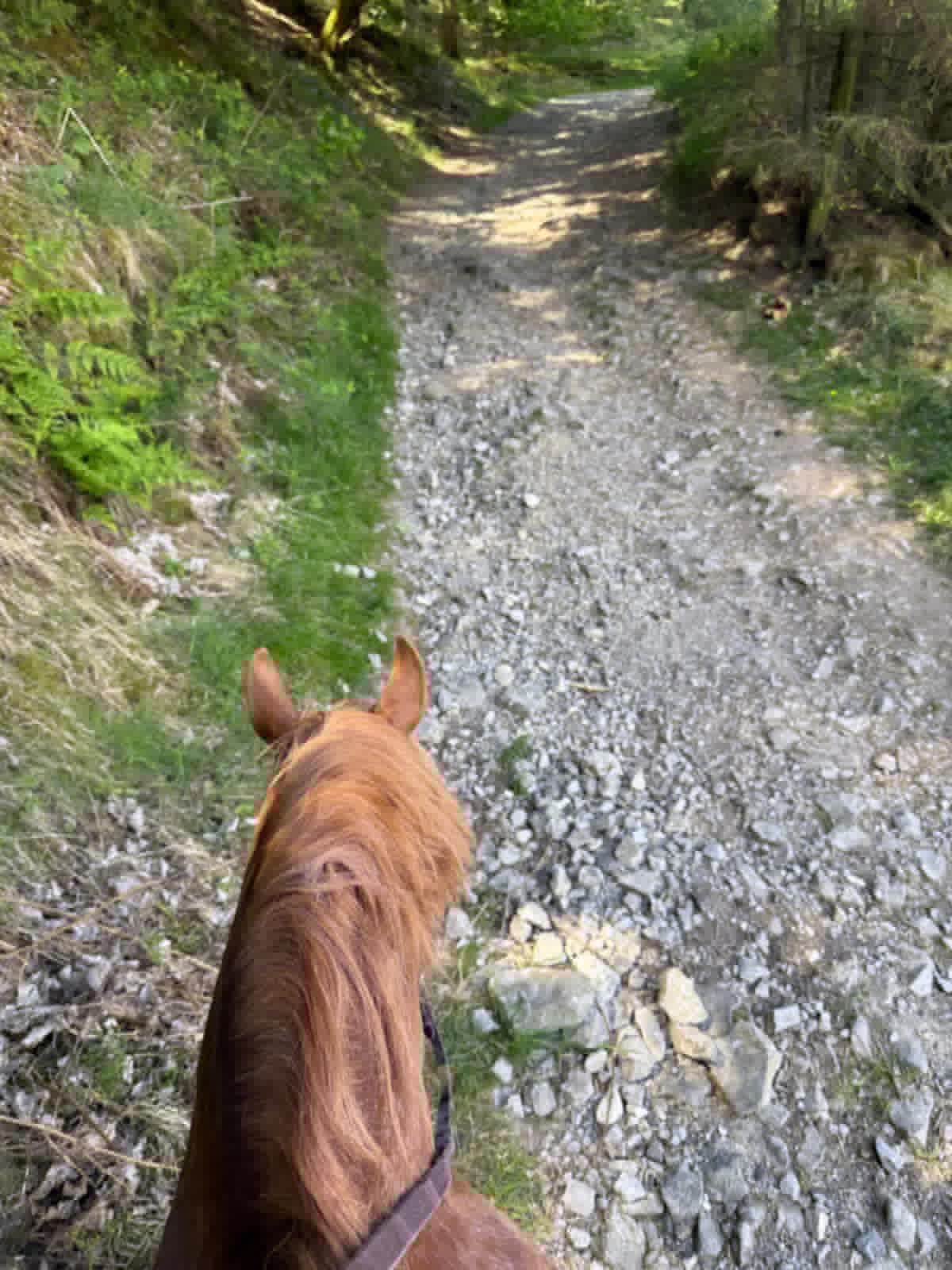 Upper Derwent Valley Guided Ride