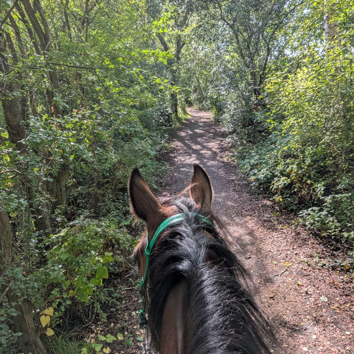 Pleasley Pit Guided Horse Ride | Silverhill & Teversal | Derbyshire | £40