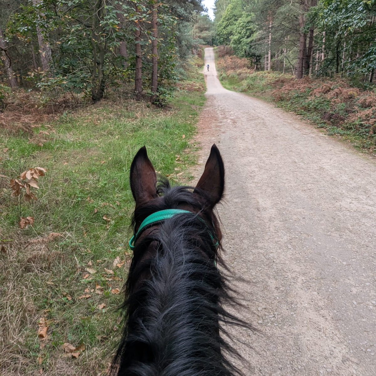 Sherwood Pines Guided Horse Ride | Nottinghamshire | Leading Ladies Equestrian