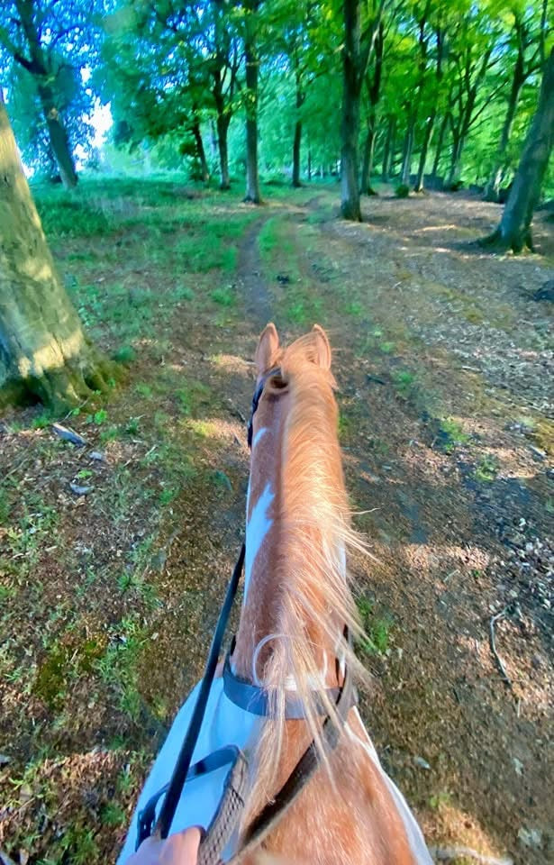 Farm Ride/ Gallops Hire