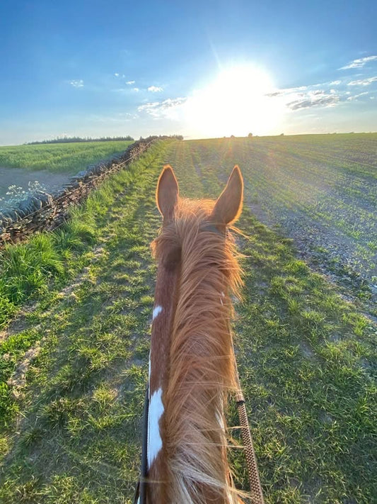 Farm Ride/ Gallops Hire