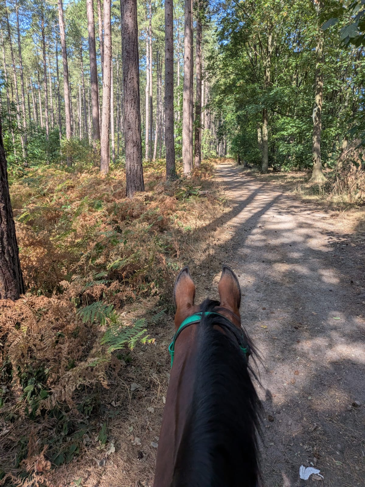 Blidworth Woods Afternoon Confidence Ride