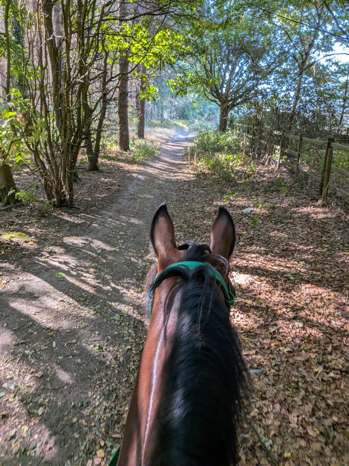 Blidworth Woods Afternoon Confidence Ride