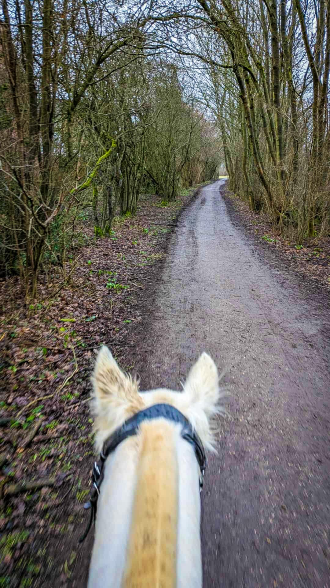 Pleasley Pit, Silverhill & Teversal Guided Ride