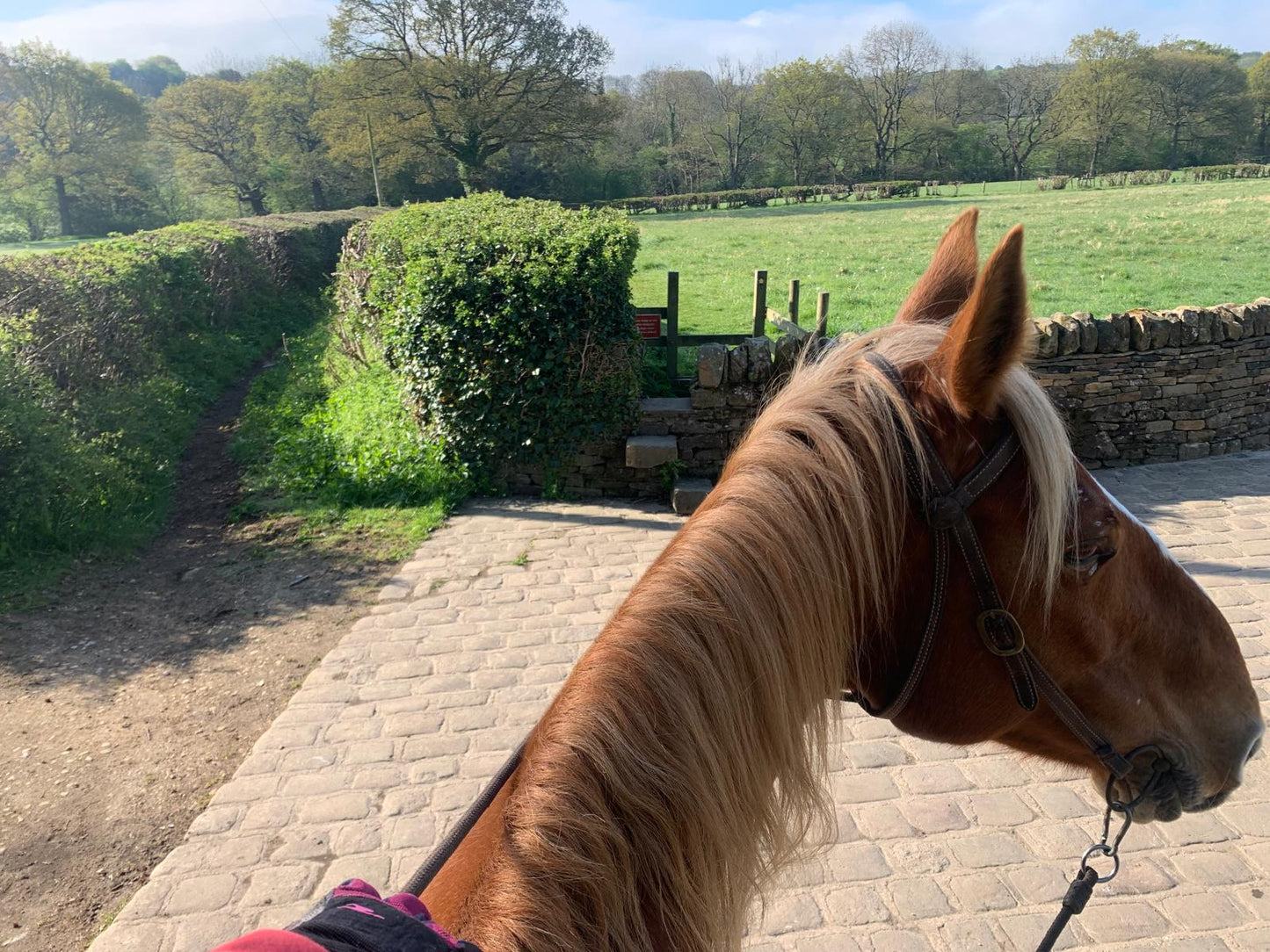 Rider & Horse Partnership Camp with Katy Thompson