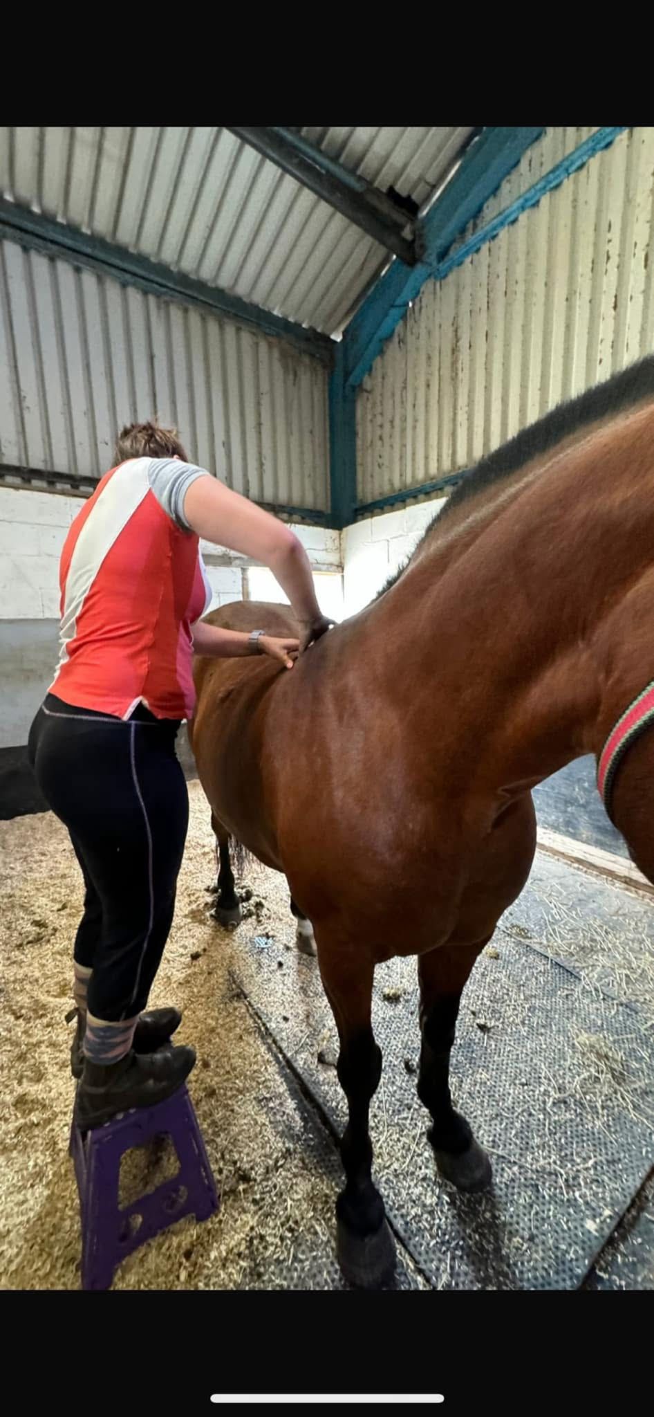 Equine Sports Massage & Assessment with Katy Thompson