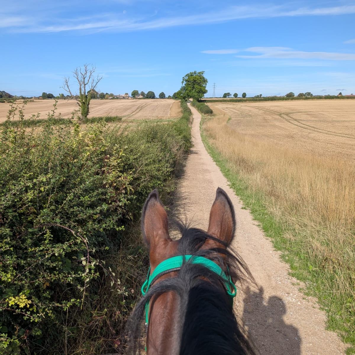Pleasley Pit Guided Horse Ride | Silverhill & Teversal | Derbyshire | £40