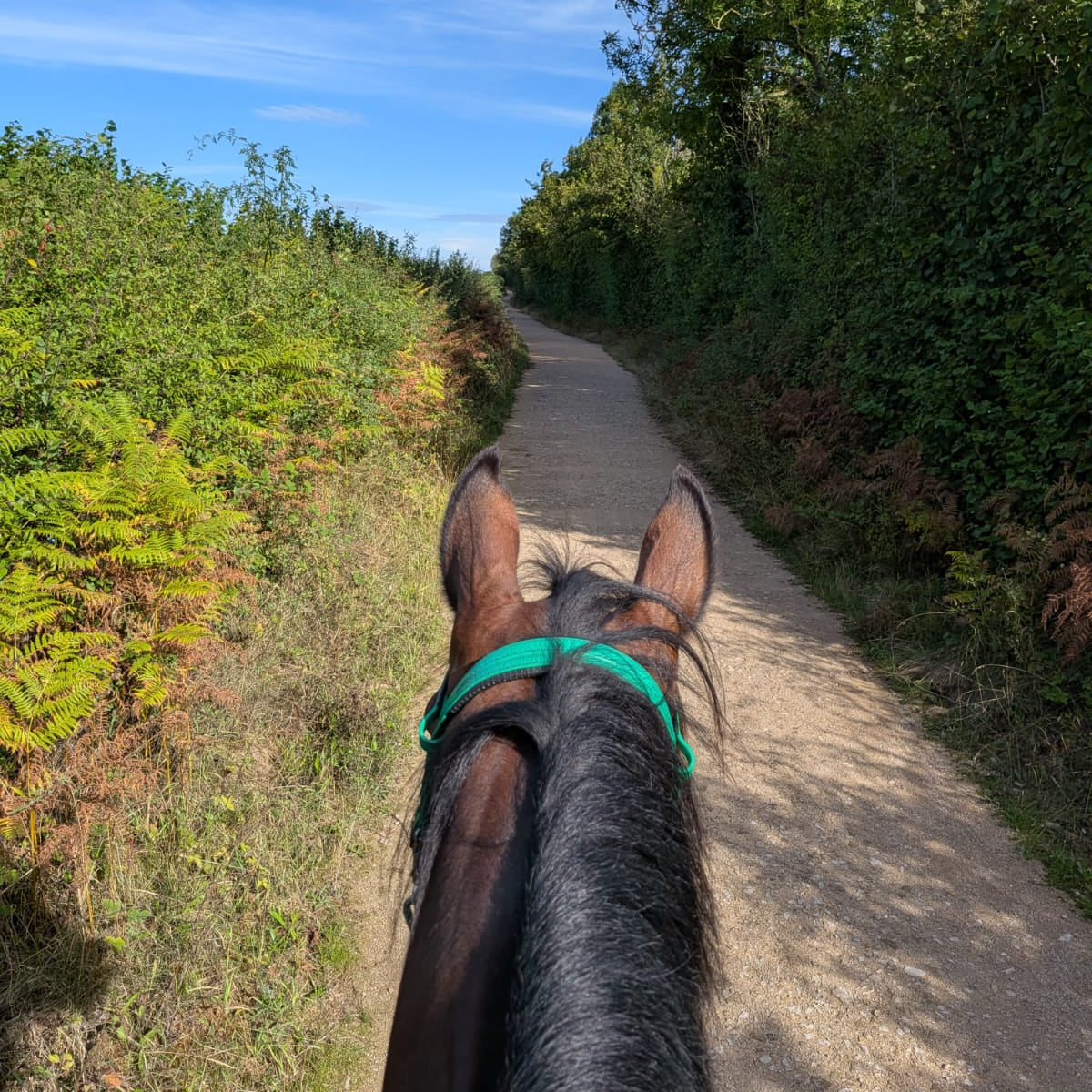 Pleasley Pit Guided Horse Ride | Silverhill & Teversal | Derbyshire | £40