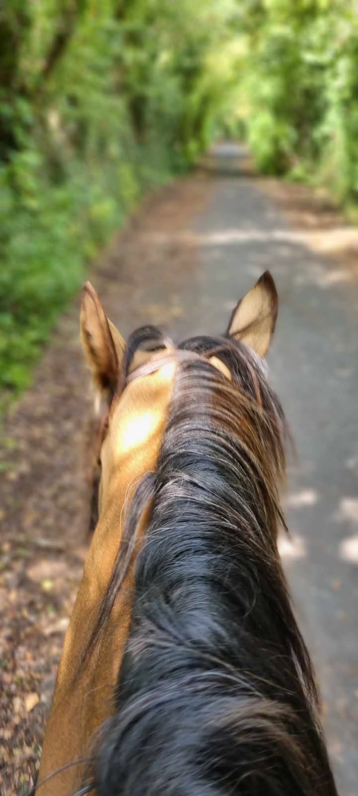 Westwood & Poolsbrook Country Park Guided Ride