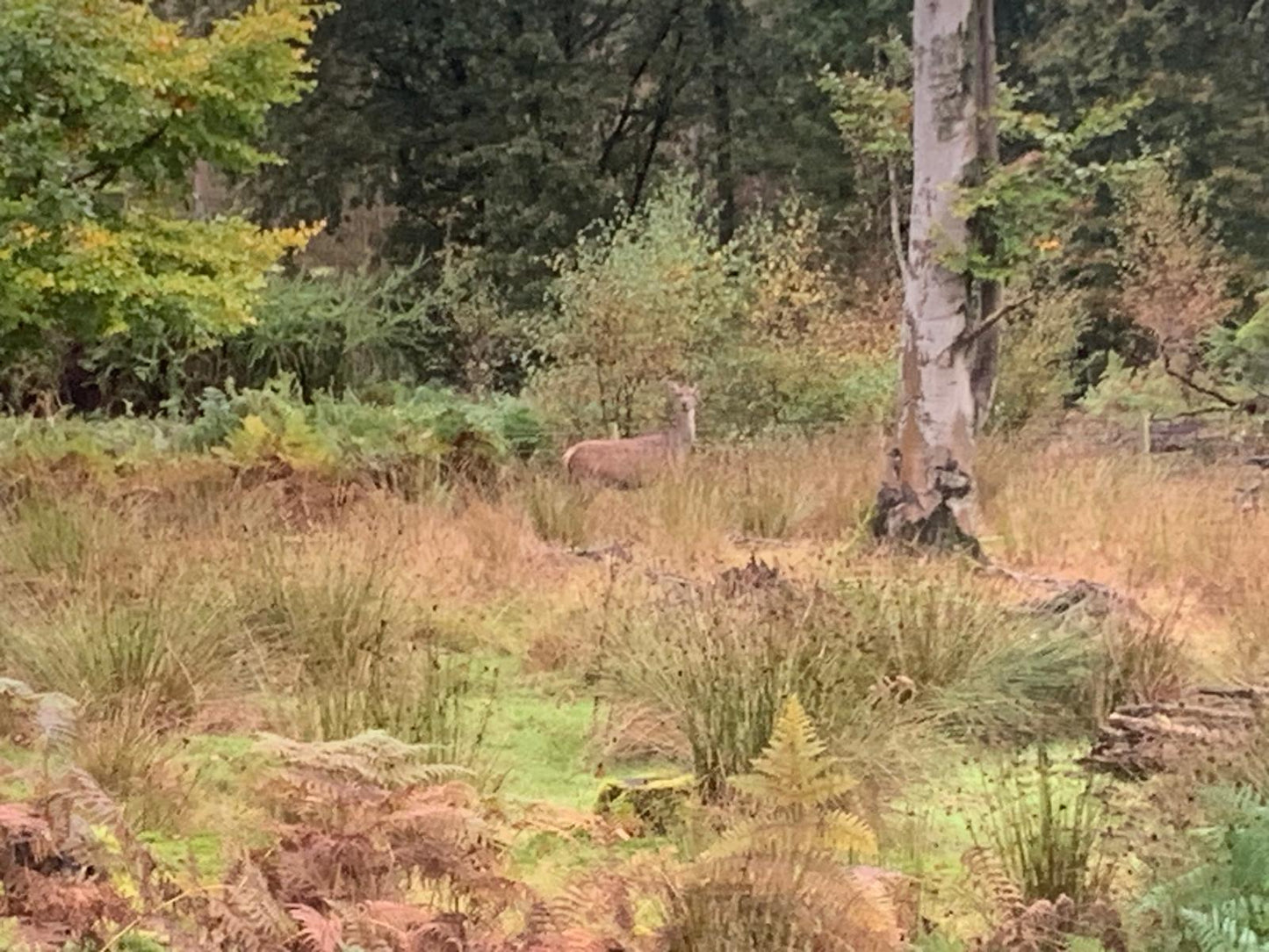 Longshaw Estate Guided Ride