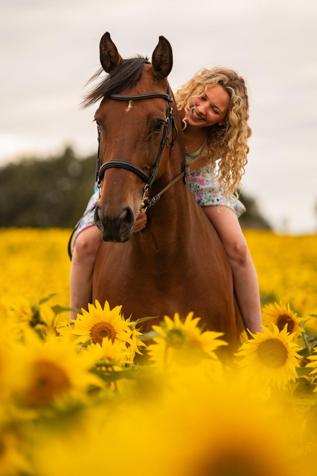 Dreamy Sunflower Equine Photo Shoot