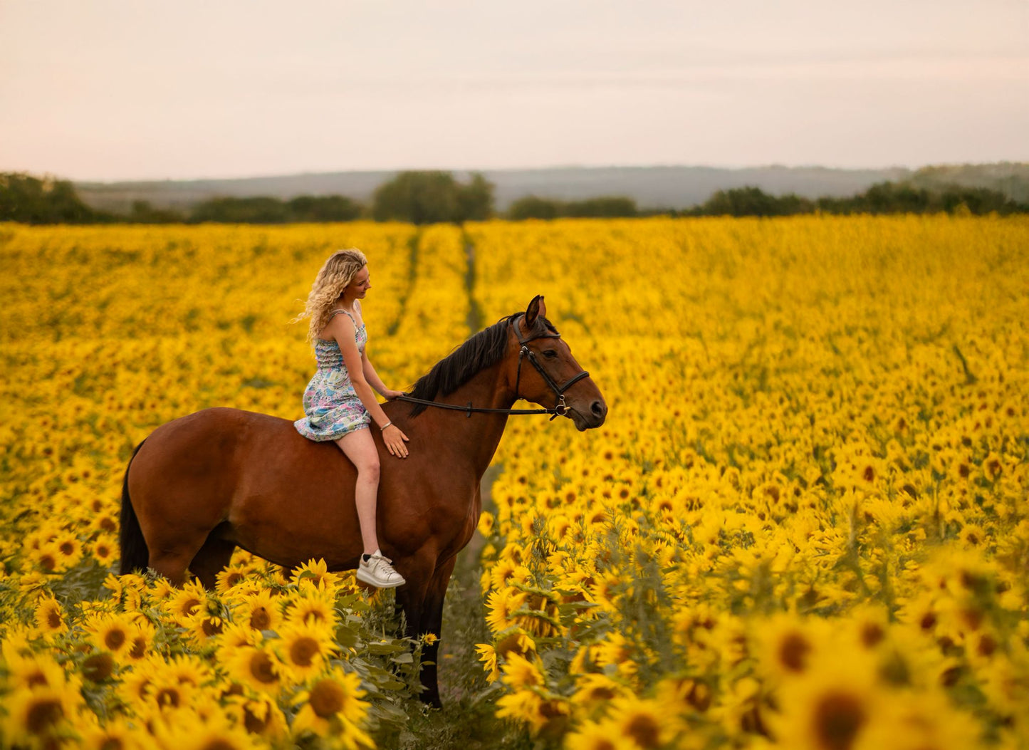 Dreamy Sunflower Equine Photo Shoot