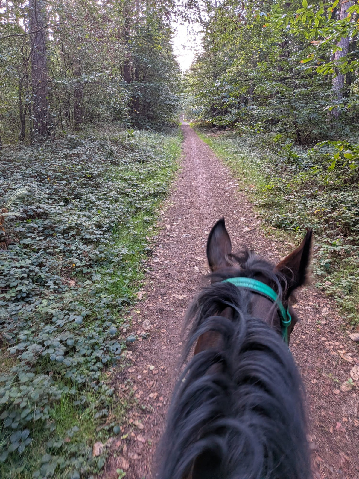 Sherwood Pines Guided Horse Ride | Nottinghamshire | Leading Ladies Equestrian