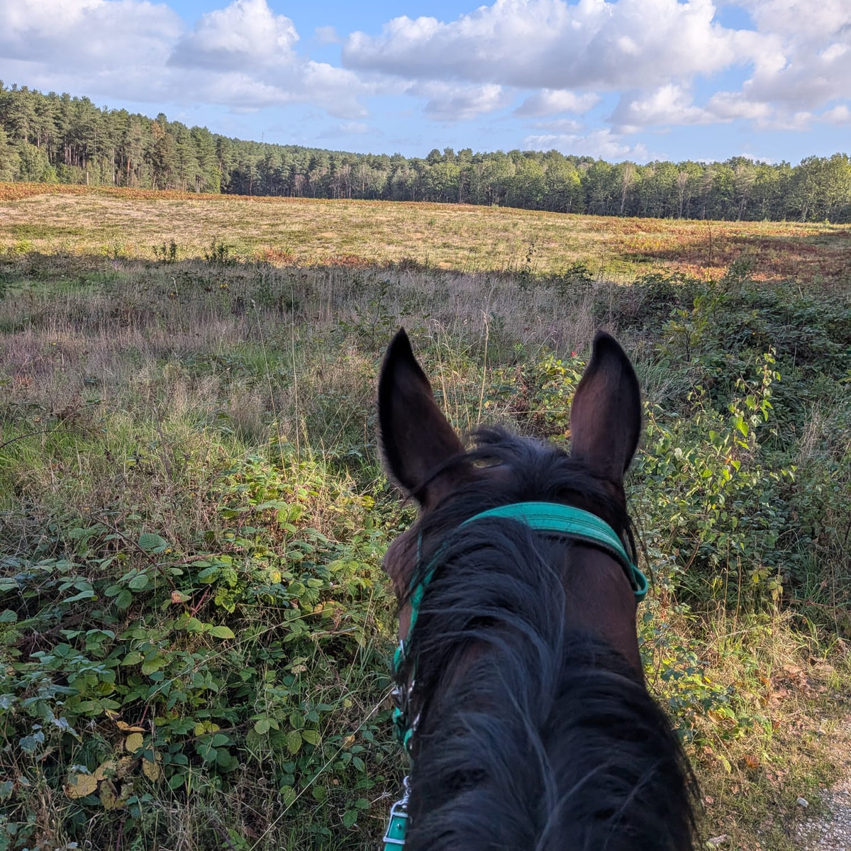 Sherwood Pines Guided Horse Ride | Nottinghamshire | Leading Ladies Equestrian