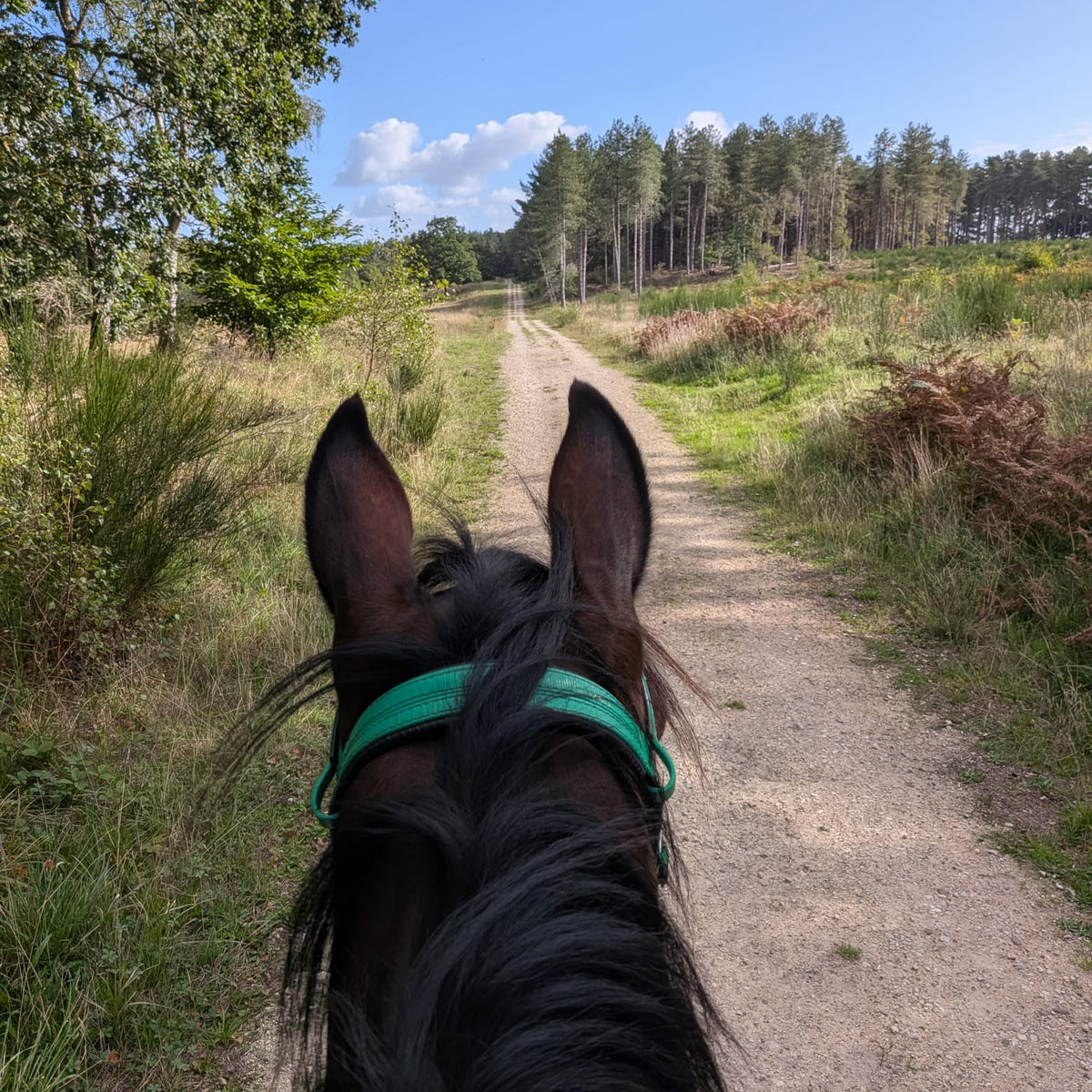 Sherwood Pines Guided Horse Ride | Nottinghamshire | Leading Ladies Equestrian