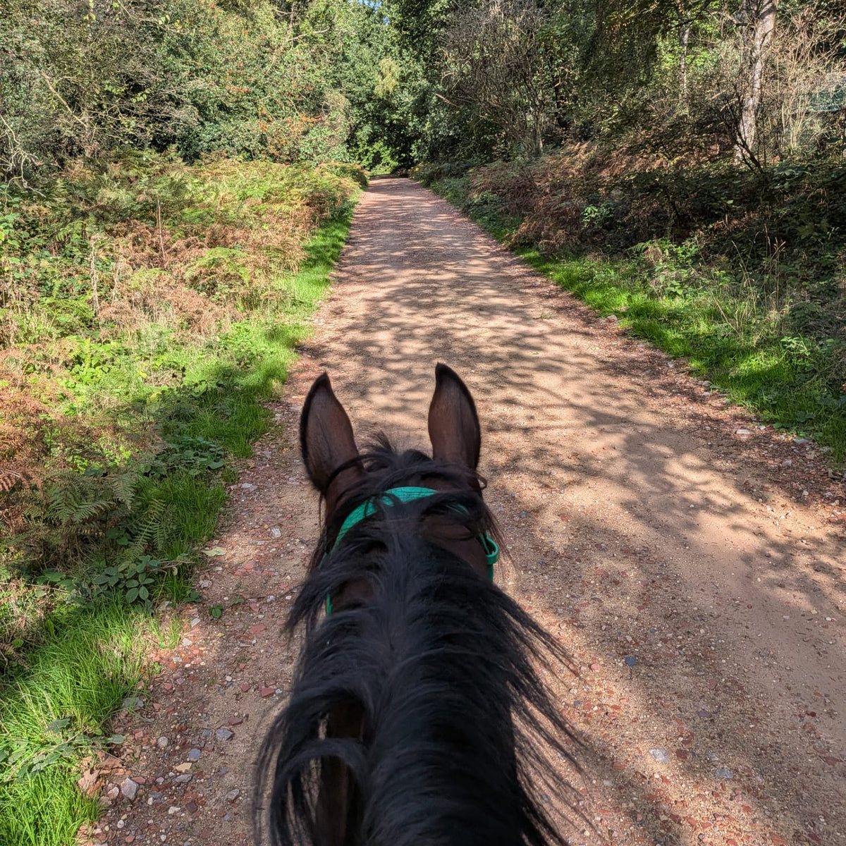 Sherwood Pines Guided Horse Ride | Nottinghamshire | Leading Ladies Equestrian