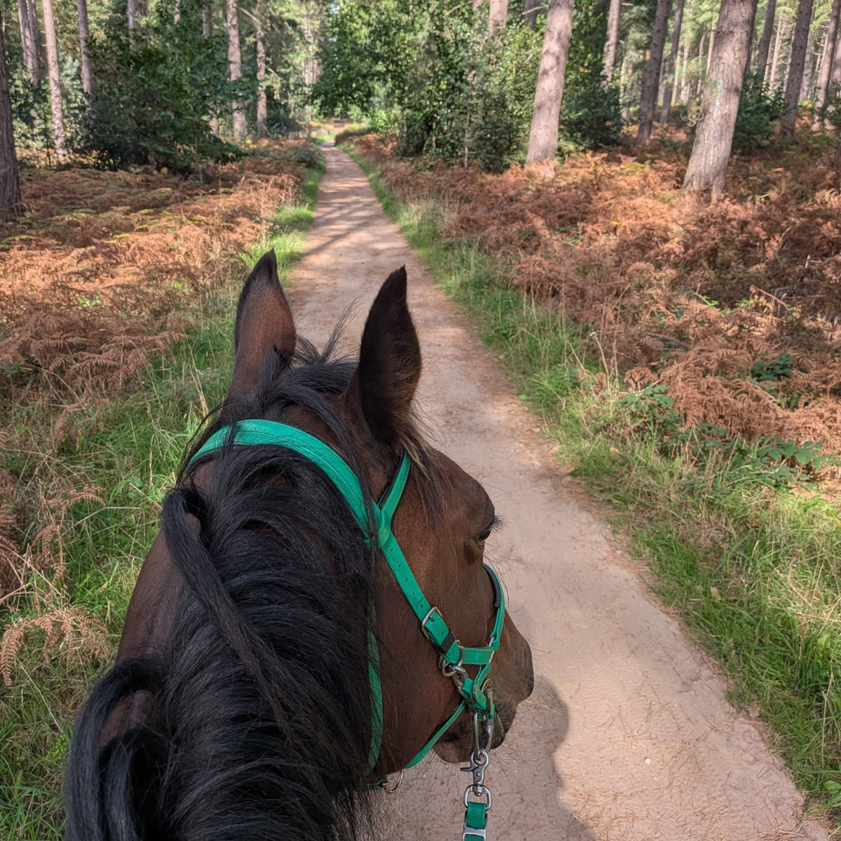 Sherwood Pines Guided Horse Ride | Nottinghamshire | Leading Ladies Equestrian