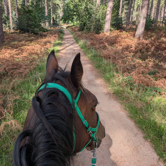 Sherwood Pines Guided Horse Ride | Nottinghamshire | Leading Ladies Equestrian